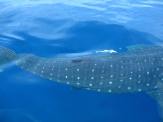 Snorkel con tiburon ballena
